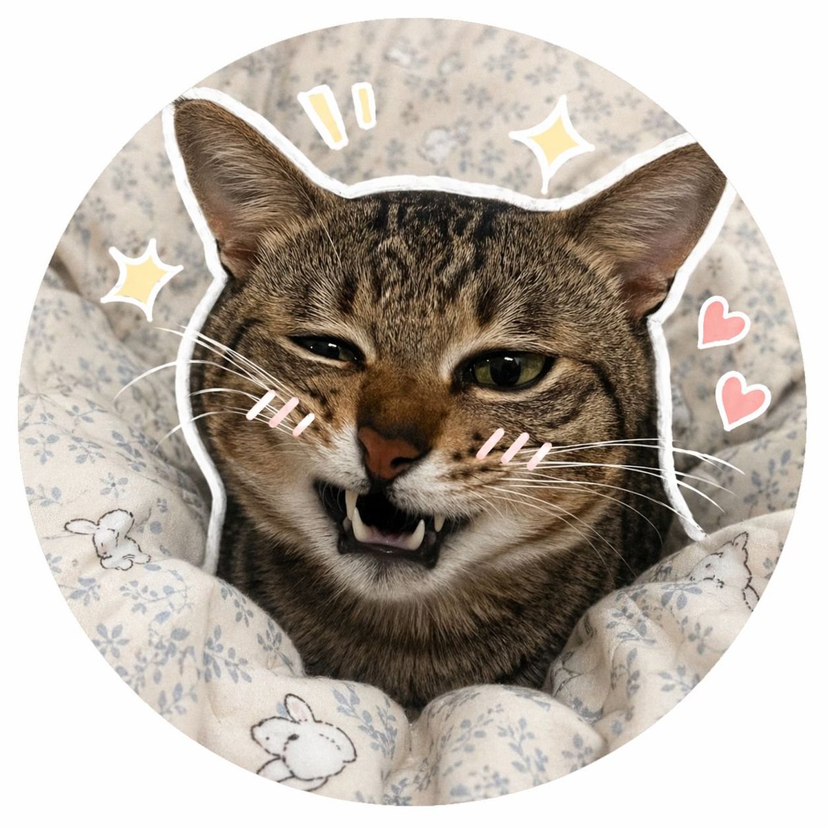 猫头像