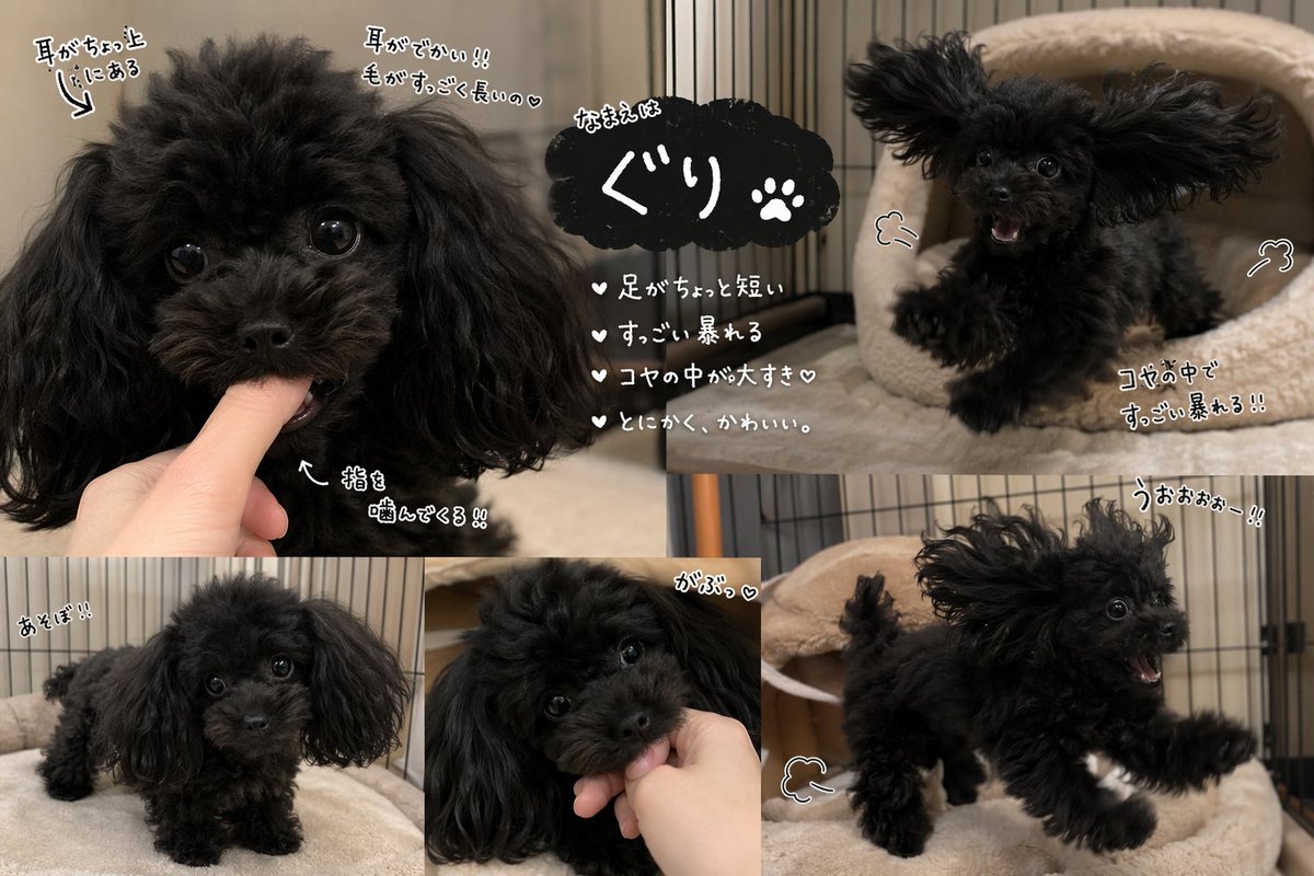 狗涂鸦写实温暖室内可爱